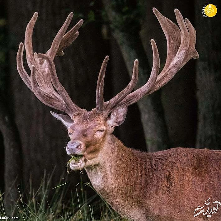 تصاویر منتخب حیات وحش در یک هفته